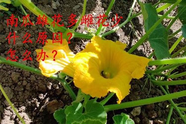 节瓜雄花多雌花少，是什么原因？