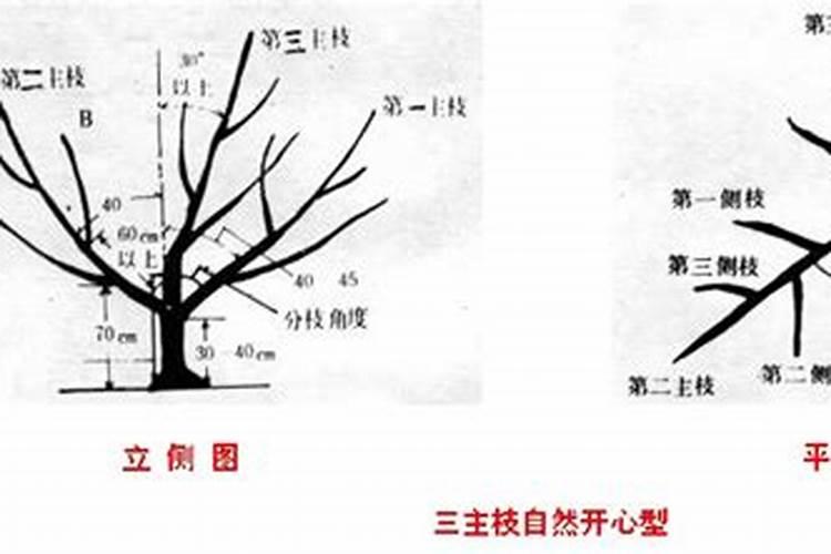 桃树“V”字型结构生产技术要点