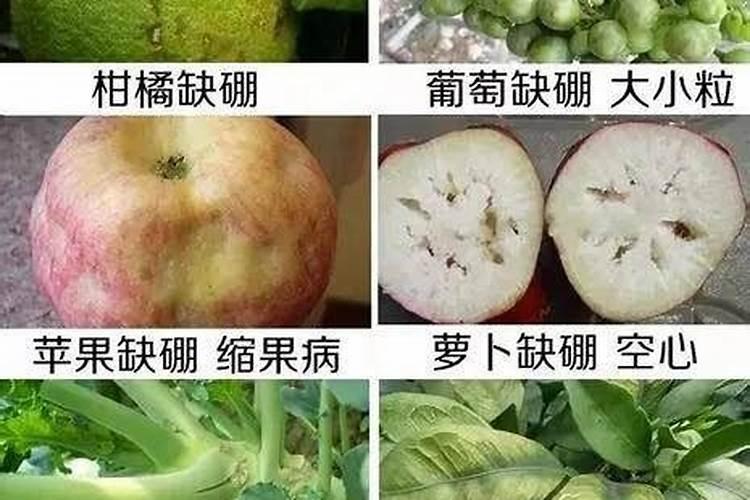 毛叶枣缺硼病危害症状