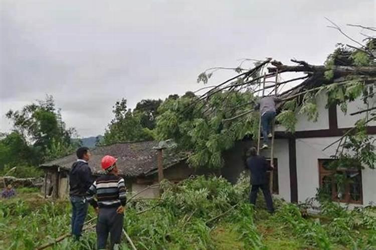 蔬菜遭遇暴雨袭击后及时采取救治措施