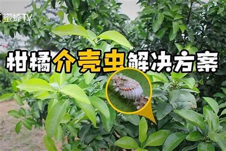 战胜田间小敌：莲子叶甲虫的综合防治策略