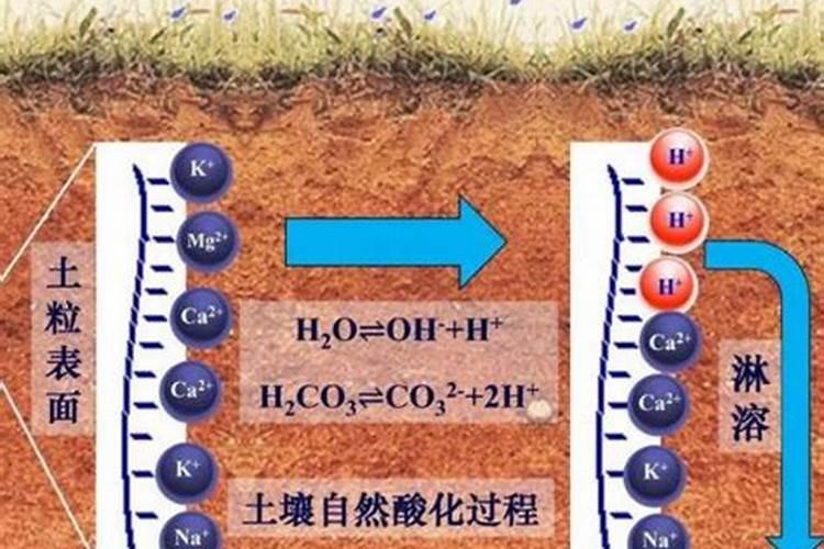 只施氮肥会造成土壤酸化吗为什么？