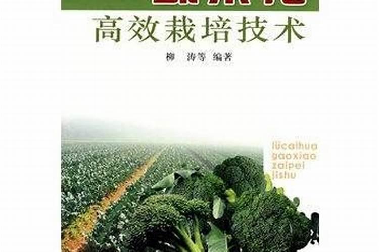 菜花增产秘籍：高效施肥管理技术解析