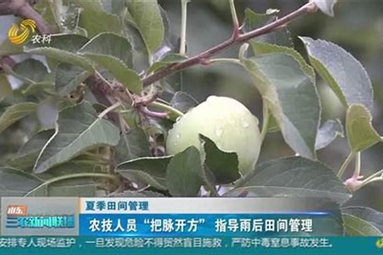 雨后田间管理的艺术：技巧与实践