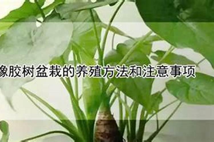 橡胶树的养殖方法和注意事项