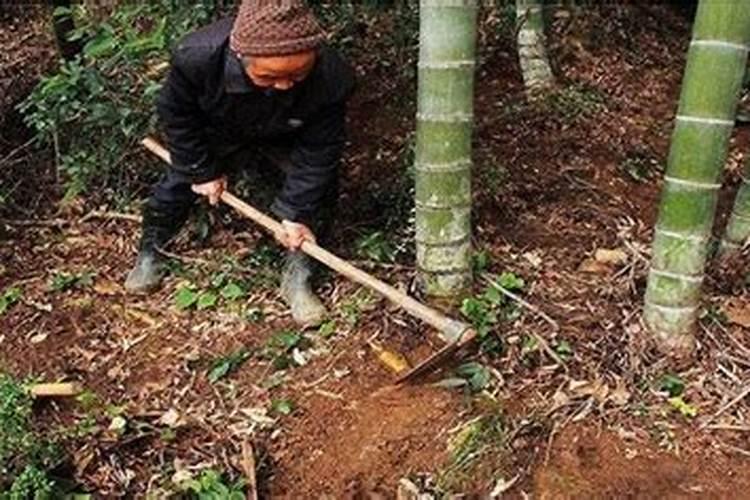 挖笋技巧与方法：传承老经验，享受山野美味？