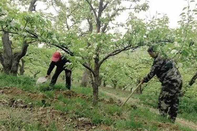 绿色回响：梨树采后肥料巧管技术揭秘