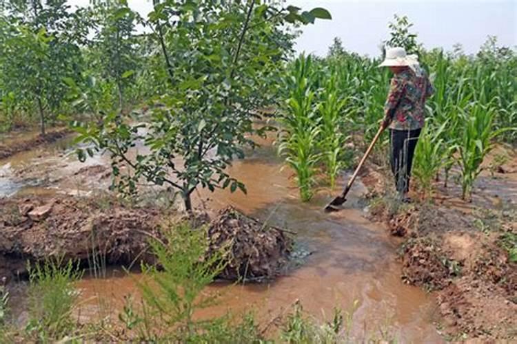 大水漫灌对果树危害很大！果树其实不需要那么多水？