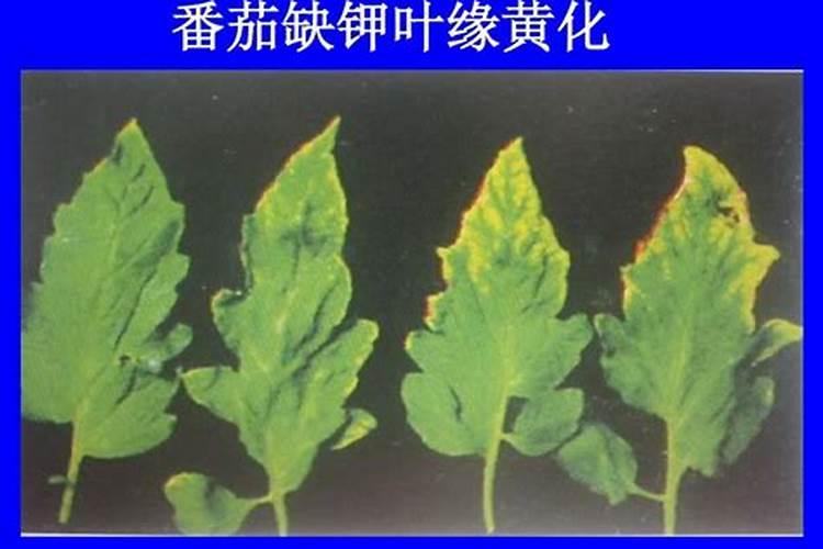 蔬菜缺素症状如何识别？