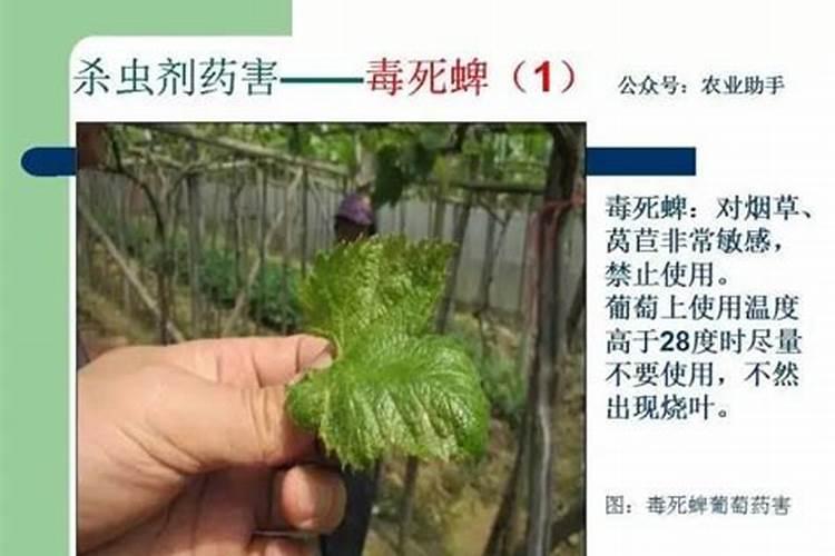 怎样解除果树农药药害？