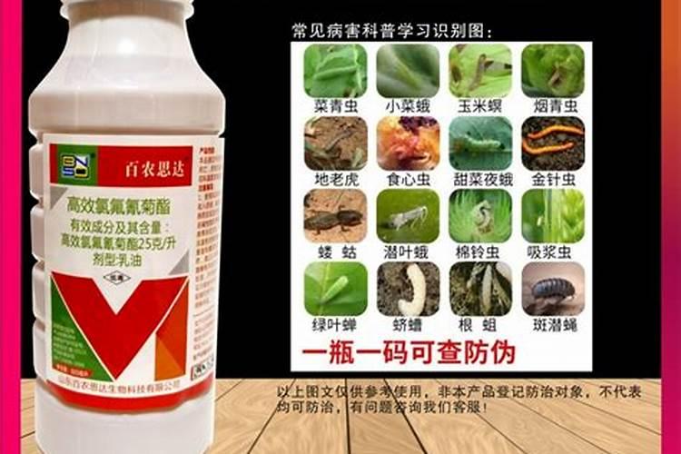 田间守护者：乳油型农药的高效使用指南