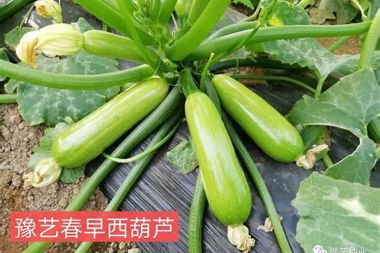 大棚西葫芦种植技术实际操作要点