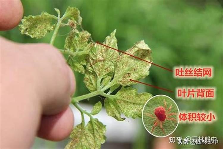 生物防治红蜘蛛的方法(高温对红蜘蛛容易爆发的影响)