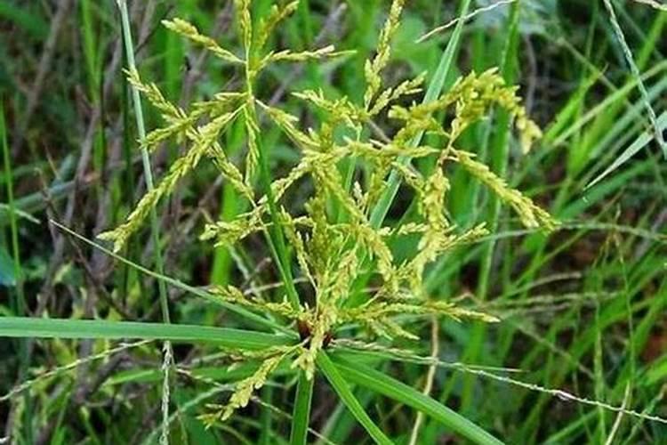 香附子用什么除草剂根除(花生大豆田里香附子特效除草剂)