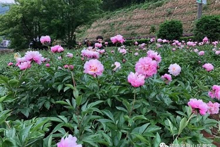 春日绽放：揭秘芍药春季种植的奥秘