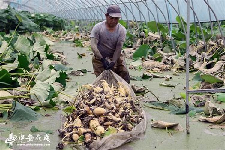 绿波荡漾下的希望：大棚有机莲藕种植技术揭秘