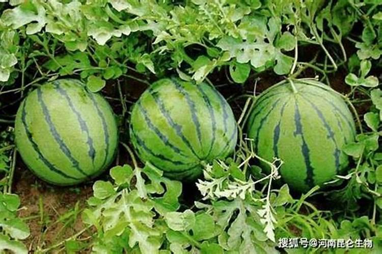 西瓜什么时候用糖醇钙肥料最好？