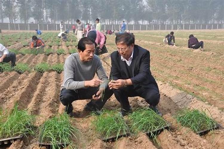 山区旱地麦茬套作大豆：育苗移栽技术的关键探索