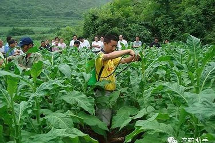 田间农药药效差的七大原因