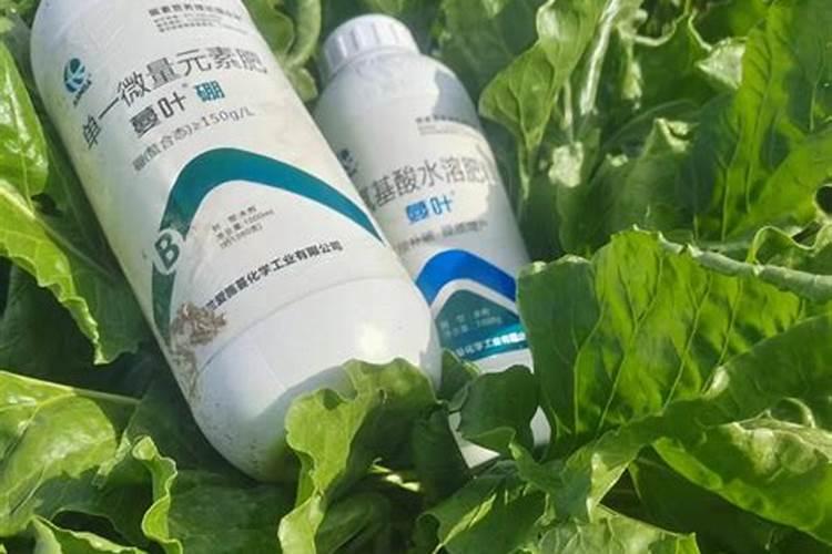 观叶植物农家专用肥有哪些种类？