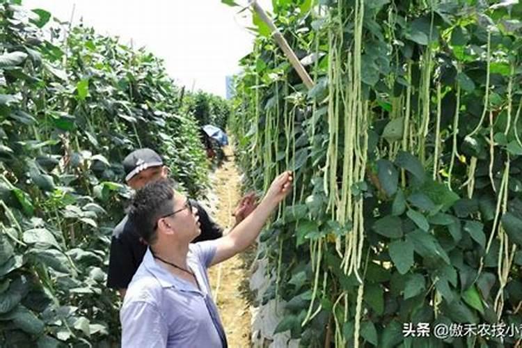 豆角塑料大棚栽培方法豆角应该怎么养殖