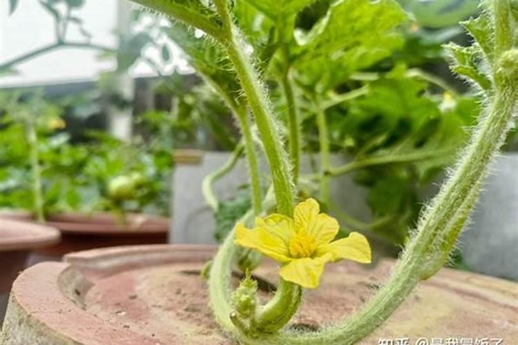 西瓜开花期的管理与防落花策略