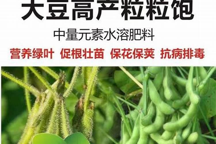 大豆增产的秘诀：掌握叶面肥技术，助力丰收在望