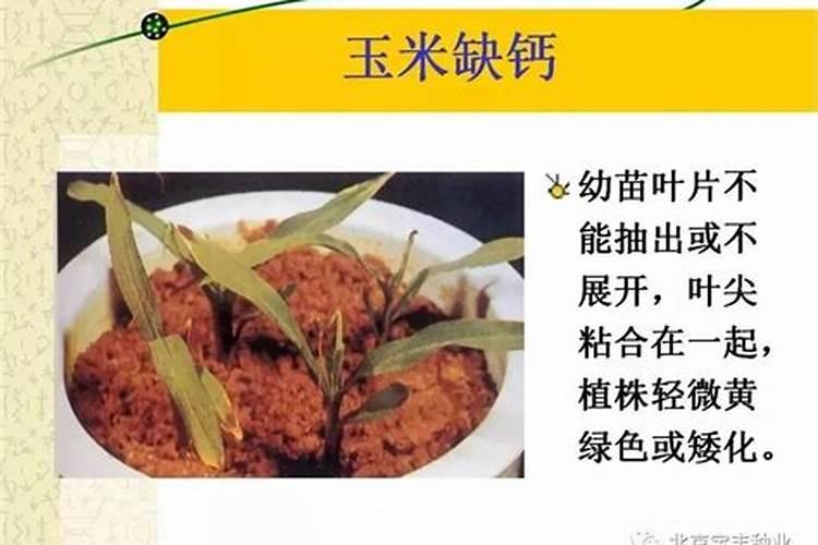 常见棚菜缺素症及补救措施