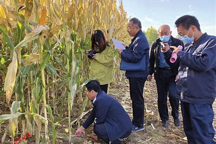 山楂树的宜居乐土：优化栽培环境与细致管理秘籍