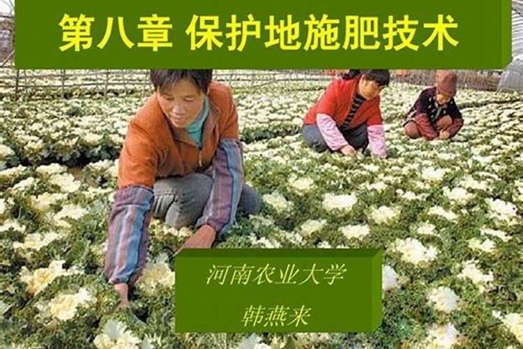 守护沃土之心：应对保护地土壤障碍与施肥技术策略