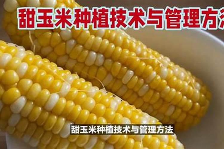 玉米选种指南：关键因素与综合考量