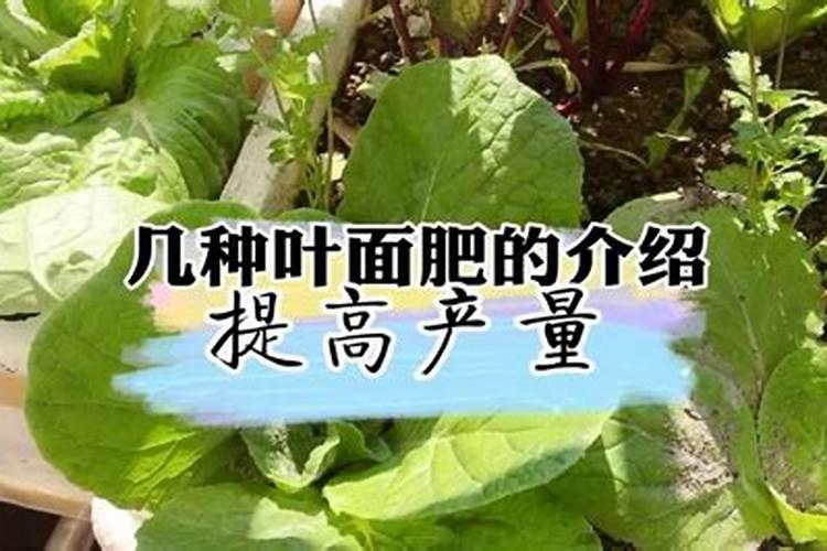 揭秘：15种简易叶面肥制作秘籍，让绿植焕发生机