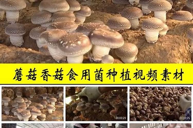 香菇栽培的艺术：技术要点与注意事项全解析