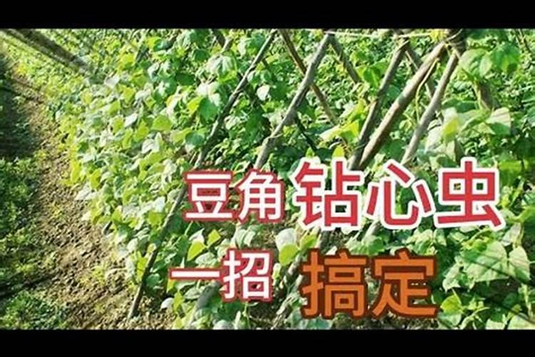 豇豆钻心虫防治攻略：守护绿色蔬菜的秘诀