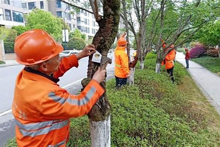 雨后苗木病害防治：策略与实践