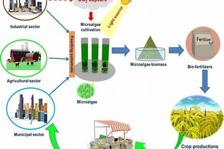 什么是生物肥料农业生产2025？title1=什么是生物肥料农业生产