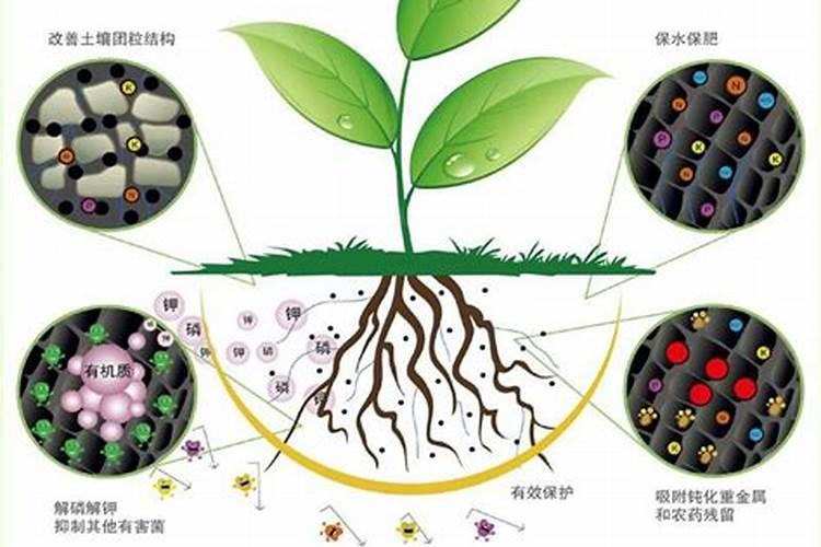 2025生物菌肥作用是什么大量元素？