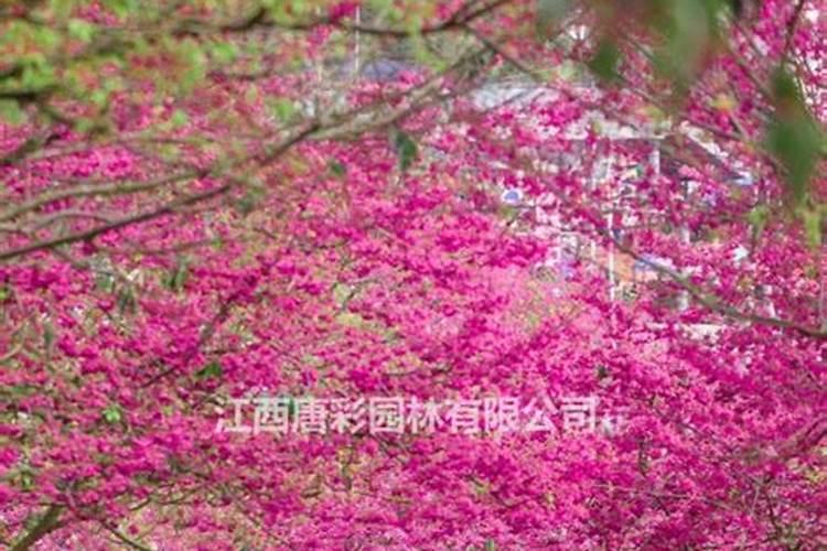 洛神花在江西抚州地区能种吗？