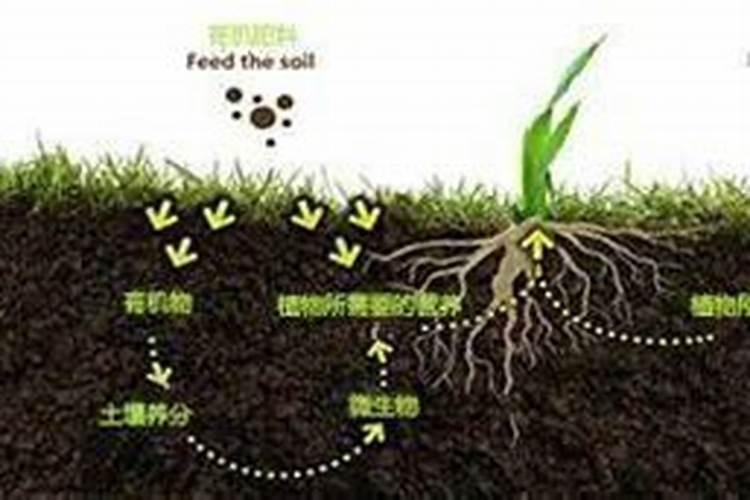 2025有机化肥是什么专业学的？