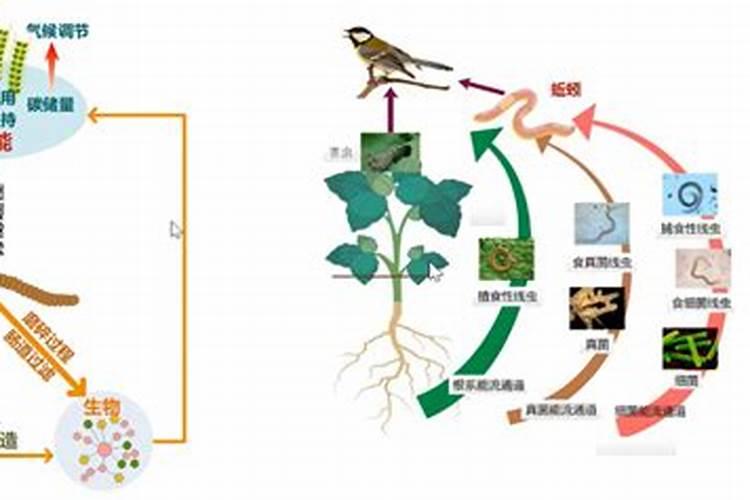 生物菌在土壤中繁殖条件