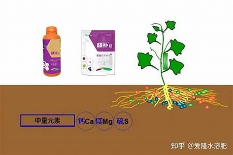 常用的微量元素肥料有哪些？