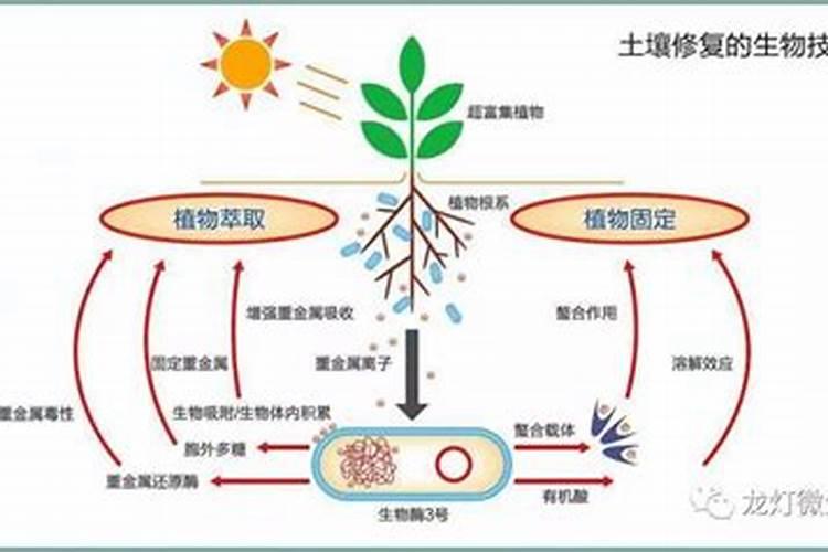 泉州2025微生物菌剂是什么新技术？