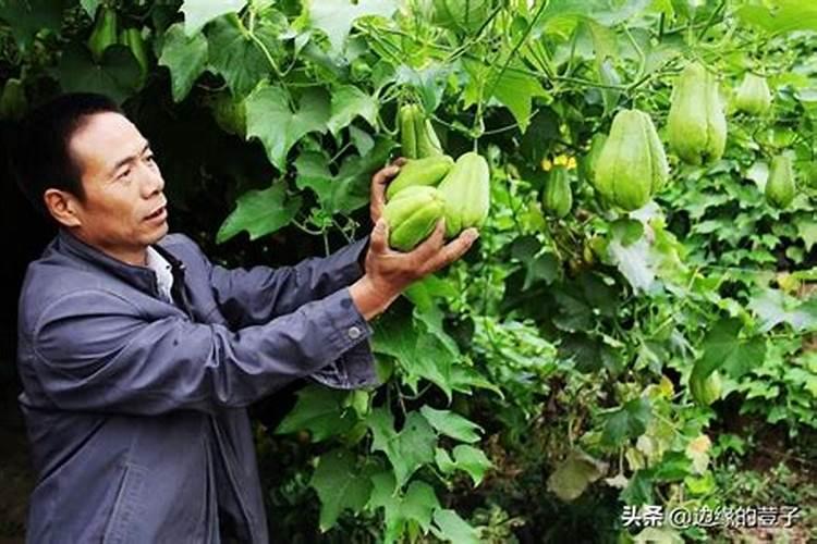 佛手瓜氮磷肥是什么肥料做的？