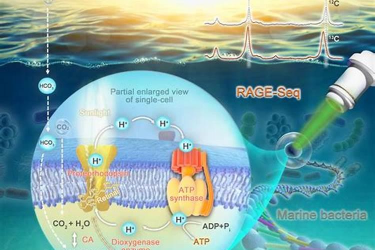 海洋生物菌肥作用2025