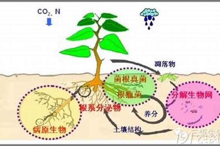 2025微生物肥料的作用机理