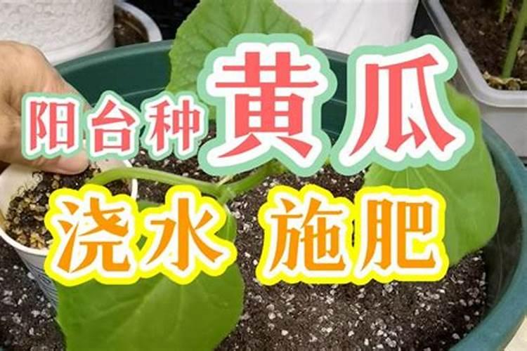 黄瓜如何科学施肥