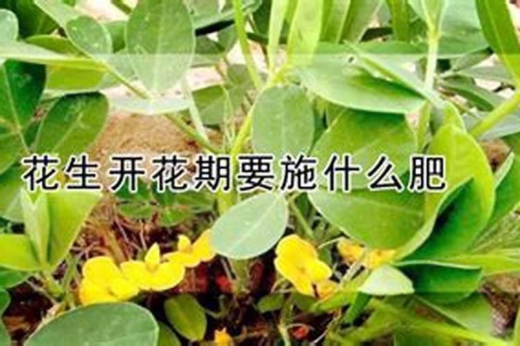 花生开花期要施什么肥