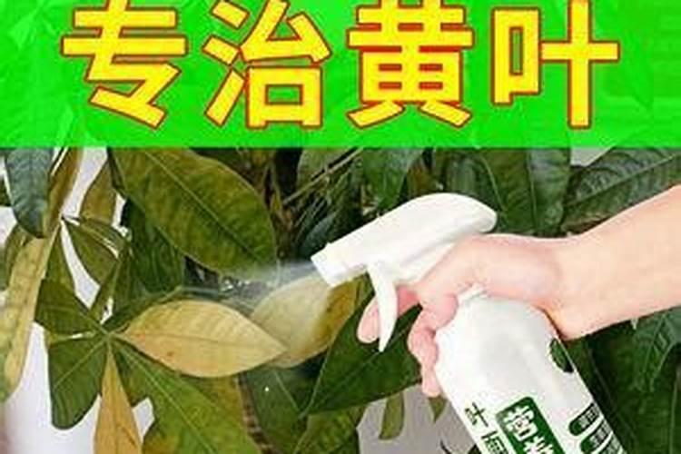 花卉叶面肥使用方法